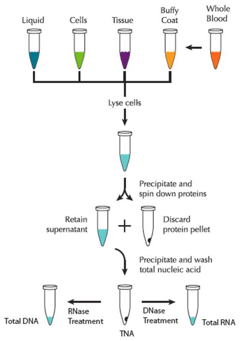 DNA & RNA extraction & purification - LubioScience