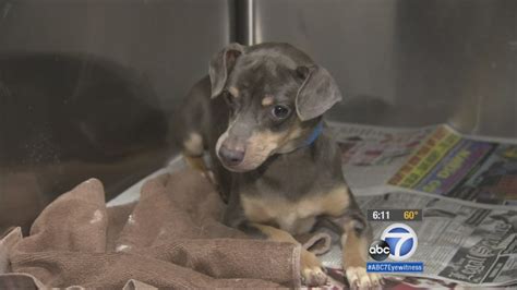 44 dogs left at East Valley Animal shelter; 12 still need homes - ABC7 ...