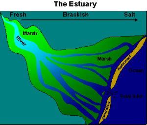 What is an Estuary? It is a partly enclosed body of brackish water that connects the rivers to ...