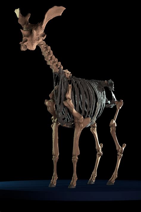 Giraffe Skeleton