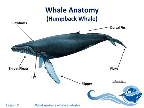 PPT - Lesson 2: What Makes A Whale A Whale? PowerPoint Presentation ...