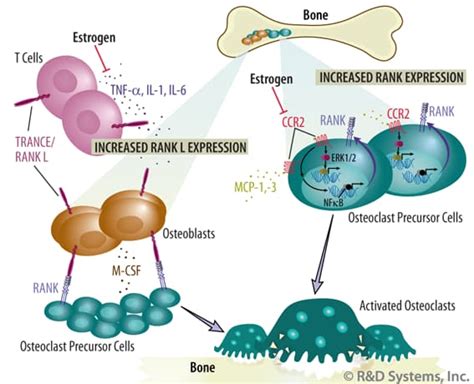 Proinflammatory Cytokines & CCR2 Promote Estrogen-deficient Bone Loss ...