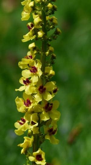 4 royalty free verbascum nigrum images | Peakpx