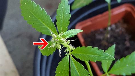 Male Plants, Hermies & Bananas | Grow Weed Easy