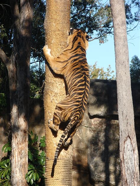 Tiger climbing tree | Kato, bengal tiger at Dreamworld on th… | Flickr