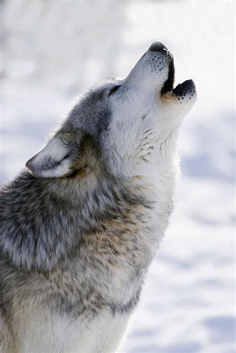 Gray Wolf Howling | Wolf howling, Wolf dog, Grey wolf