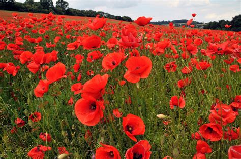 American Legion Poppy Seeds Red Corn Poppies Flanders - Etsy