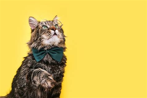 Premium Photo | Funny cat in bow tie and glasses sitting on yellow ...