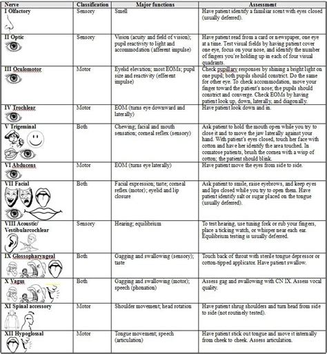 Mohawk College RPN Student Resource: Cranial Nerve Neuro Assessment ...