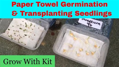 Paper towel seed germination | Transplanting seedlings - YouTube