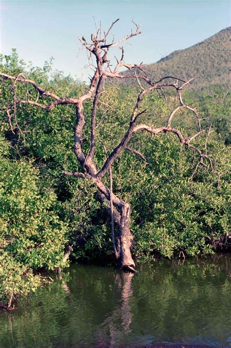 Galapagos - Flora | Travel blog OnTourWorld