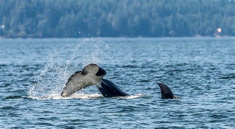 Whale Watching - Anacortes, WA - 2018 Aug - bks-6107-2 | Flickr