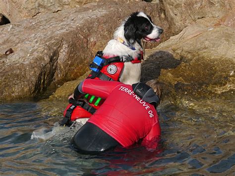 PUPPY CARE CENTER: The Life Saving Dogs at Menton Puppy Care Center and ...