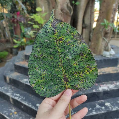 A Sacred Fig & X28;Ficus Religiosa& X29; Leaf Held by a Hand Stock ...