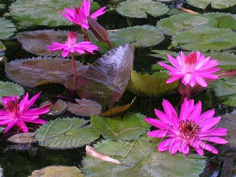 Nymphaea pubescens - Pink Water Lily