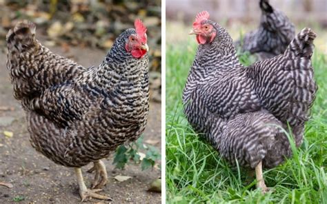 Plymouth Rock vs Barred Rock - What is the Difference? - LearnPoultry