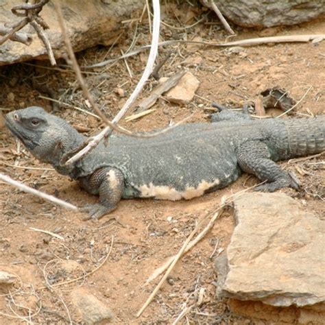 Egyptian Uromastyx c.b. babies