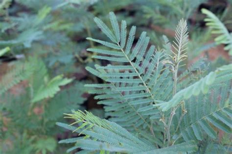 Acacia Mearnsii 3 litre | Evergreen flowers, Plant leaves, Foliage