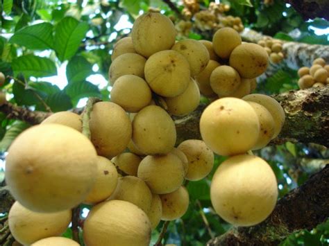 TIPS TO IMPROVE HEALTHY LIFE: Health benefits of Duku or Langsat Fruits for Women Pregnant and ...