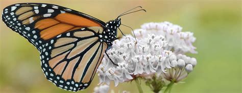 Helping & Monitoring Monarch Butterflies In Ca. – Roger's Gardens