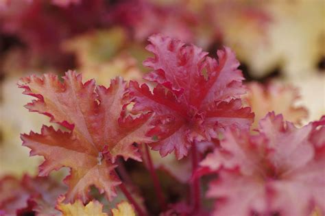 10 Best Varieties of Heuchera