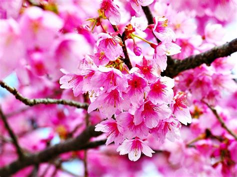 [Kata Romantis] Wallpaper Bunga Sakura Jepang Cantik | Kumpulan Artikel ...