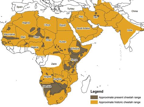 Saving the cheetah: a need for speed - Africa Geographic