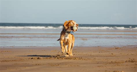 Our favourite dog-friendly beaches in Devon | Paws & Stay