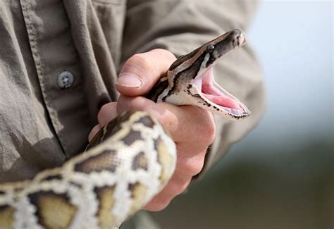 Alligator Eating Snake Burmese Python