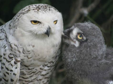 (CANCELED) Owl Babies - Bowman's Hill Wildflower Preserve