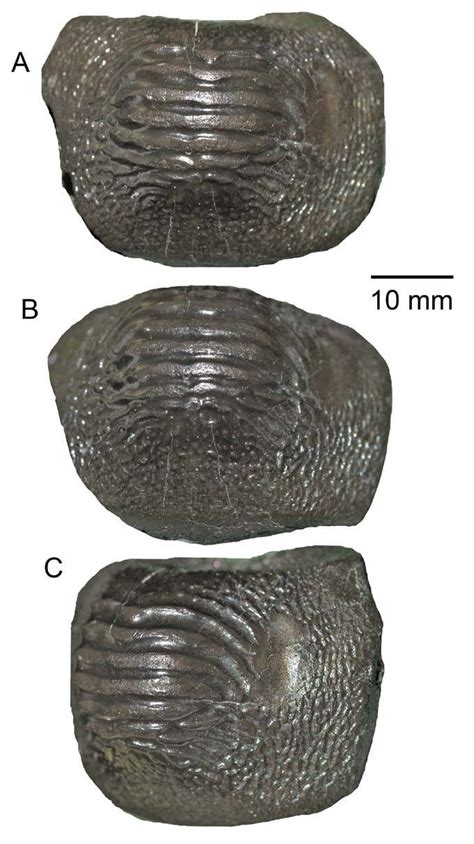 Ptychodus mammillaris. A, SMU 75592, occlusal view; B, anterior view ...