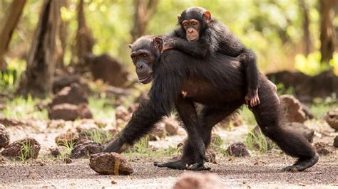 Sir David Attenborough's 'Dynasties' Looks at 5 Endangered Species at a 'Crucial Moment'