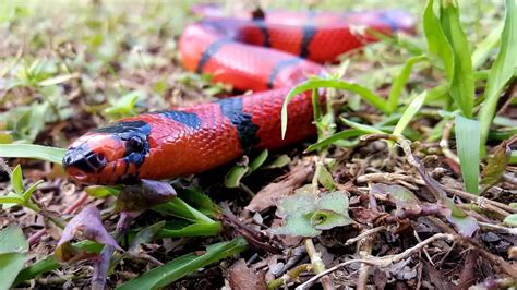 Snake Locomotion: How Do Legless Animals Move Around?