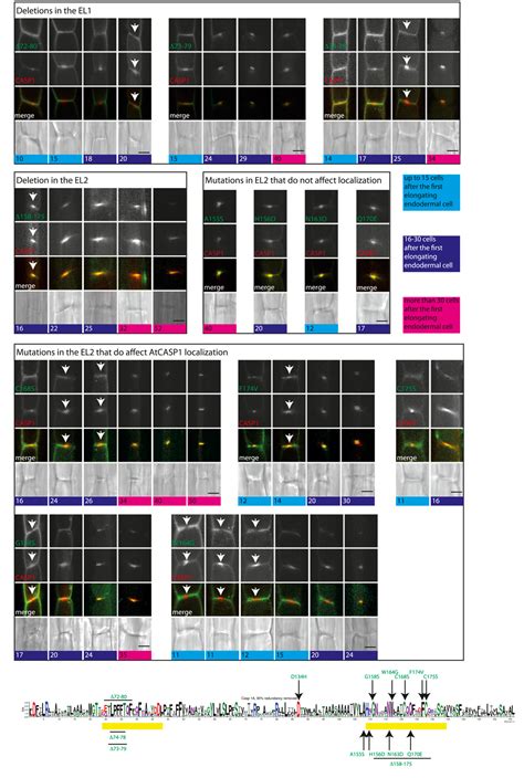 Figure 2 from Functional and Evolutionary Analysis of the CASPARIAN STRIP MEMBRANE DOMAIN ...