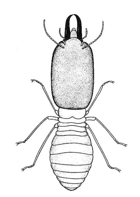 How To Draw A Termite