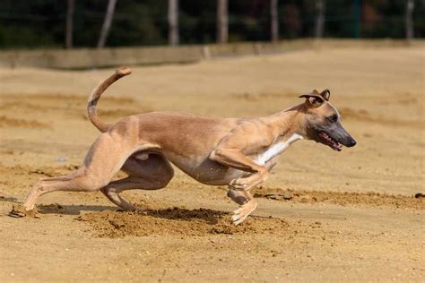 Greyhound | Dog Breeds Facts, Advice & Pictures | Mypetzilla UK