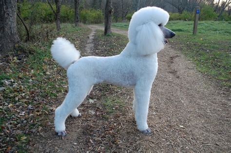 Poodle Dog Characteristics, Temperament, Grooming and Pictures ...