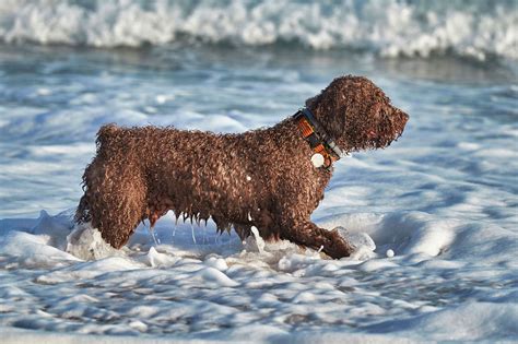 Water Dog Breeds | The Smart Dog Guide