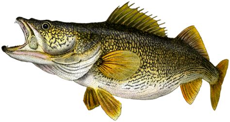 Walleye | Walleye, Wildlife art, Artwork