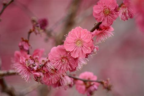 Cherry blossoms or not, there’s already spring color on the Mall | WTOP