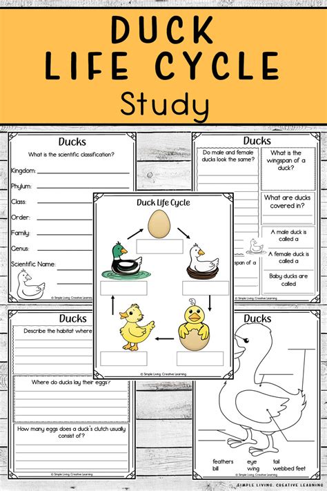 Duck Life Cycle