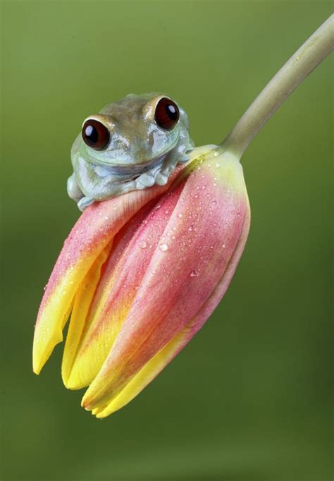 Ruby eye | Cute frogs, Cute animals, Animals beautiful