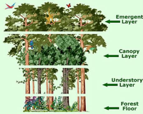 Physical Features - The Amazon Rainforest