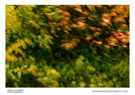 Blurred leaves abstract (XXIII) · David Kennard Photography