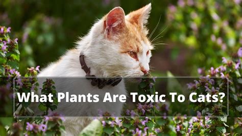 What Plants Are Toxic to Cats? The Truth Uncovered - Oxford Pets