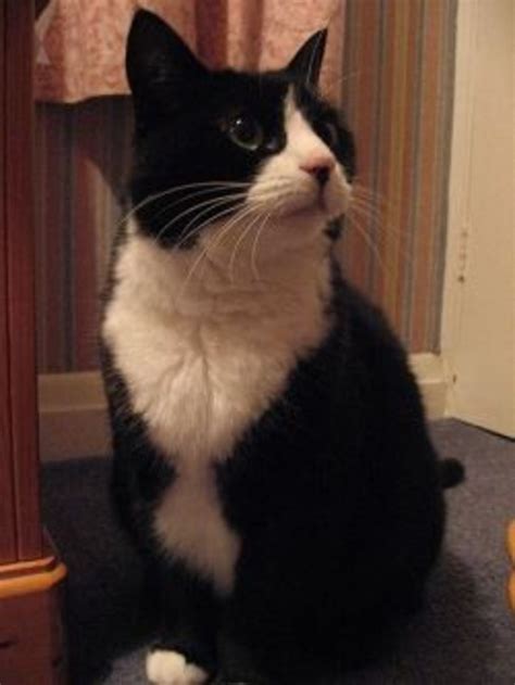 Tuxedo Cat Names | PetHelpful