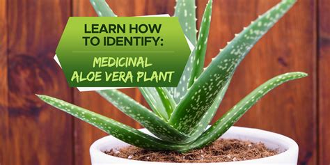 Identifying Medicinal Aloe Vera Plant: A Beginner’s Guide - PlantHD