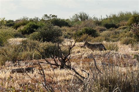 Desert Scenes | Scenes, Wildlife, Animals