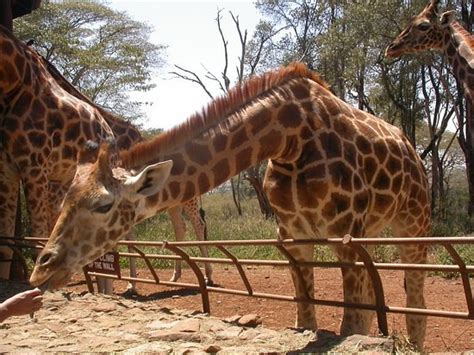 Giraffe Centre: Touren & Tickets (Nairobi) | Tripadvisor