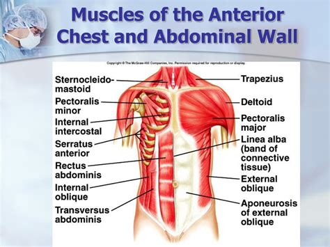 PPT - Chapter 9 - Muscular System PowerPoint Presentation, free download - ID:9675177